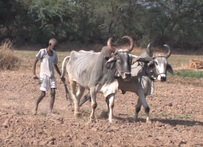 man tilling ground with oxen pulling